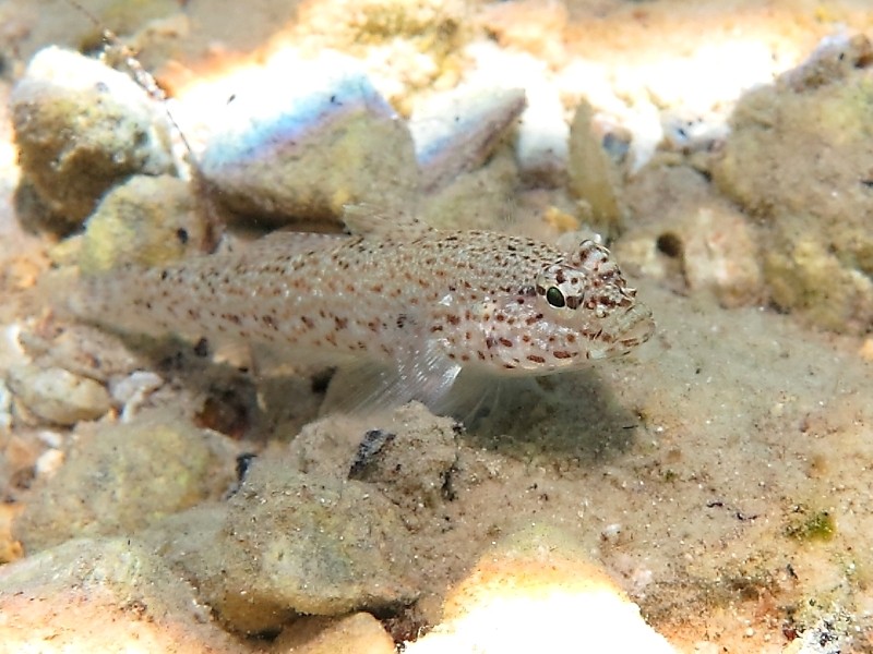 Gobius incognitus (M. Kovacic and R. anda, 2016) vs. Gobius bucchichi (Steindachner,1870)